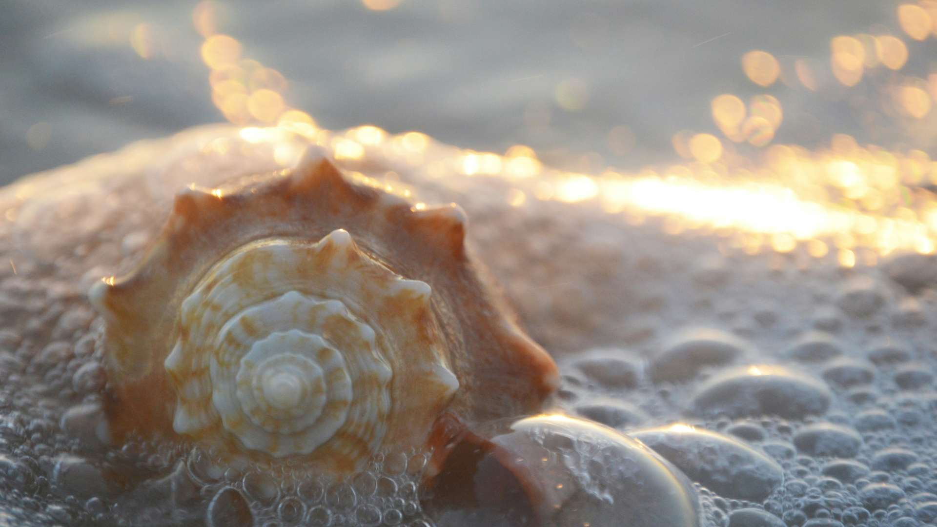 Venus Circle-1920×1080 website